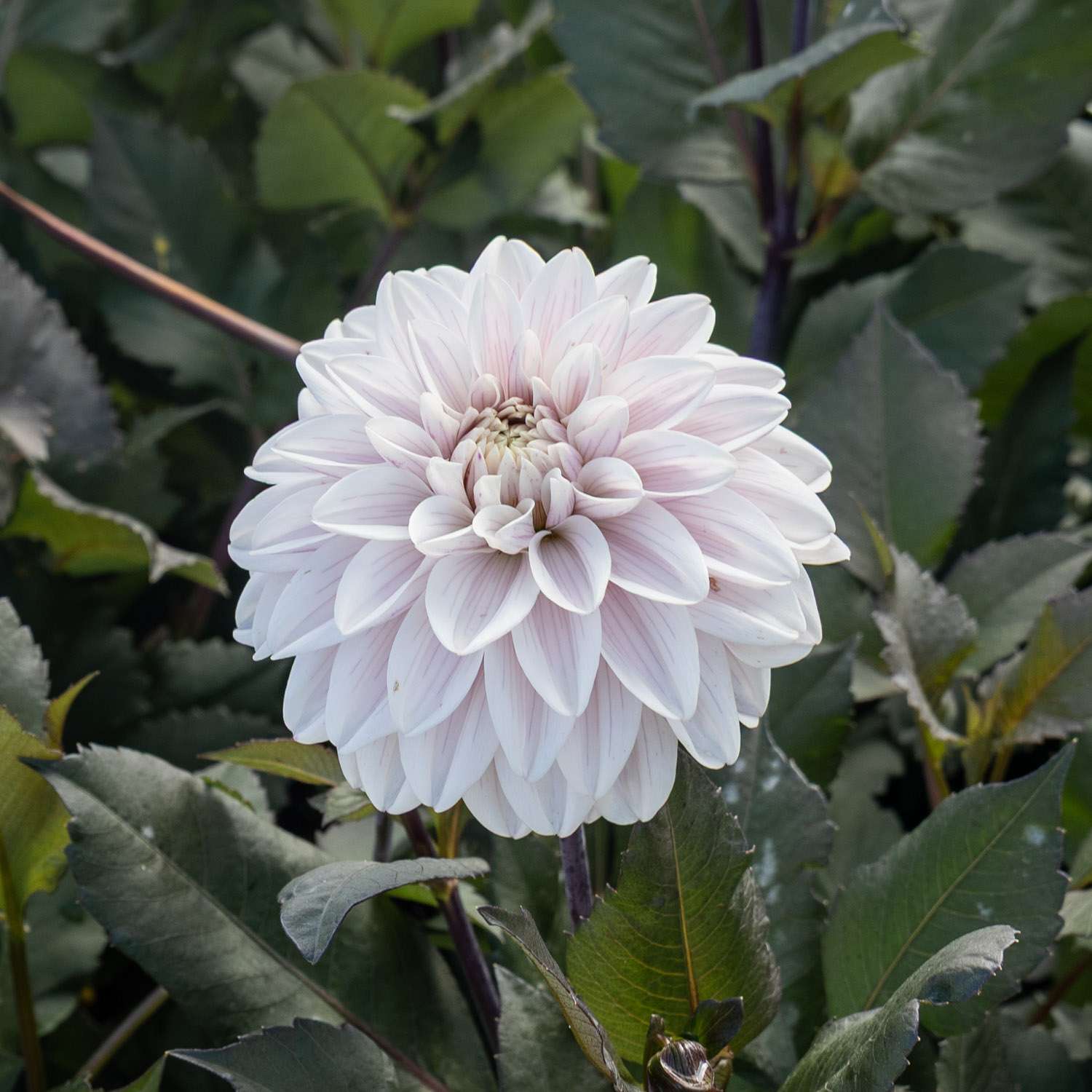 Daalia ‘Candlelight Ivory Blaze’